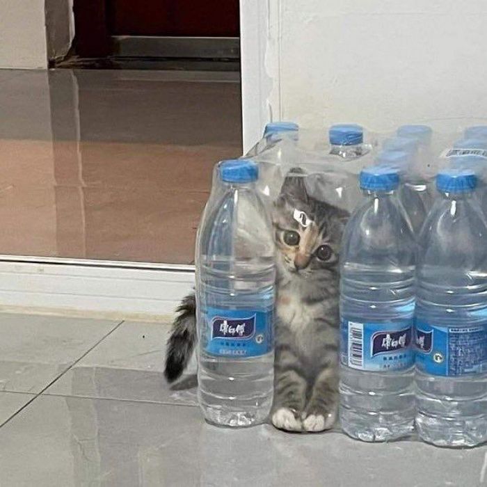 애니멀플래닛