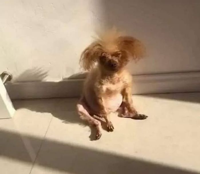 애니멀플래닛