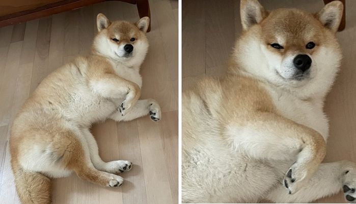 애니멀플래닛