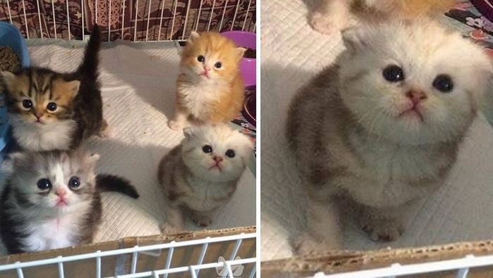 애니멀플래닛