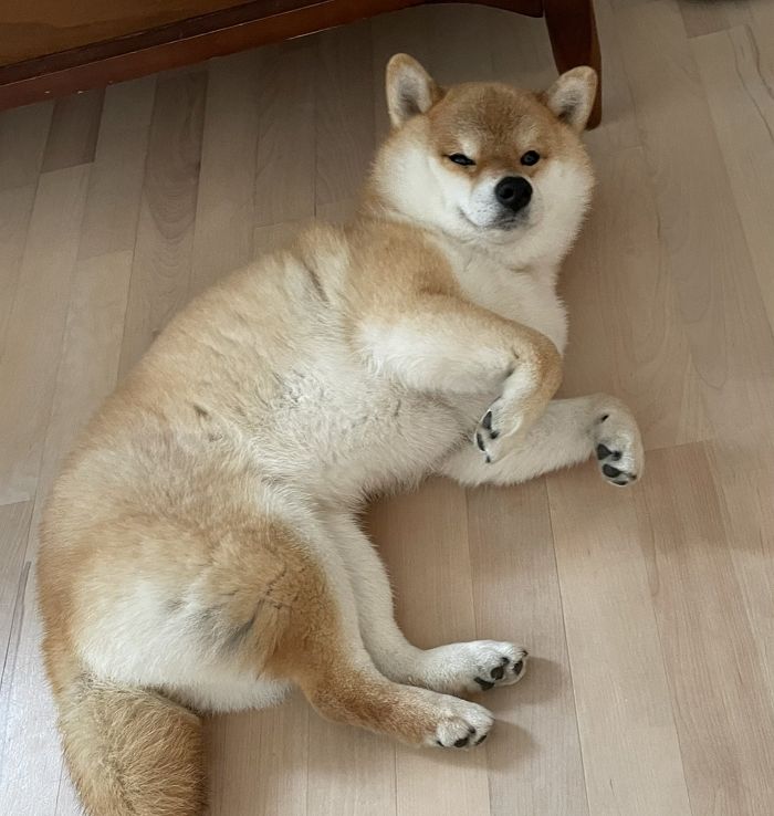 애니멀플래닛