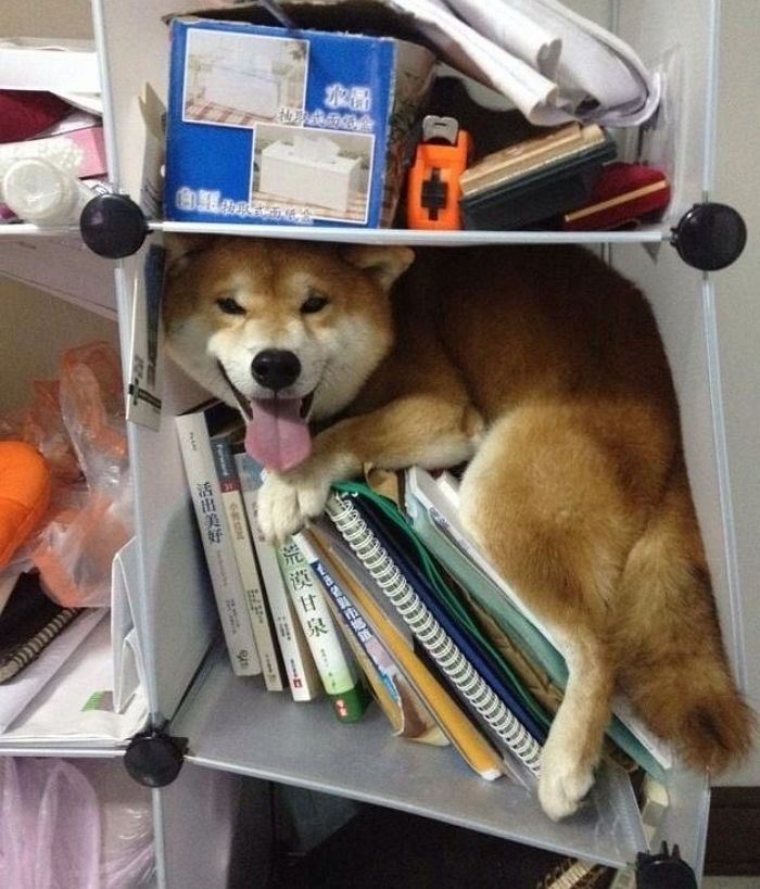 애니멀플래닛