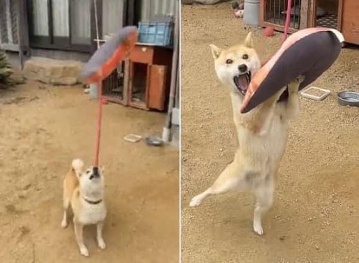 애니멀플래닛