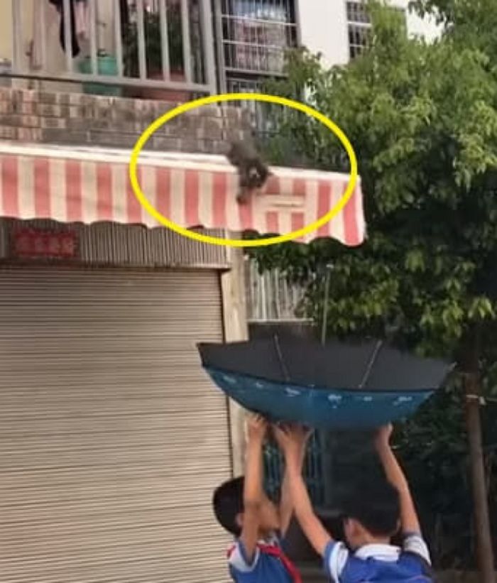 애니멀플래닛