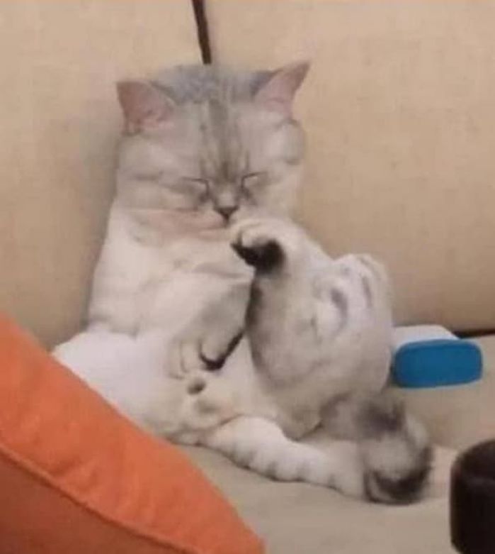 애니멀플래닛
