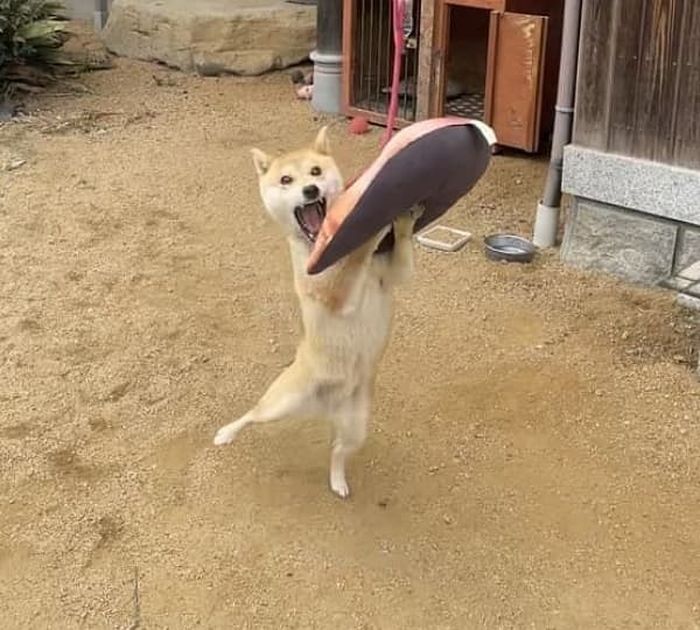 애니멀플래닛