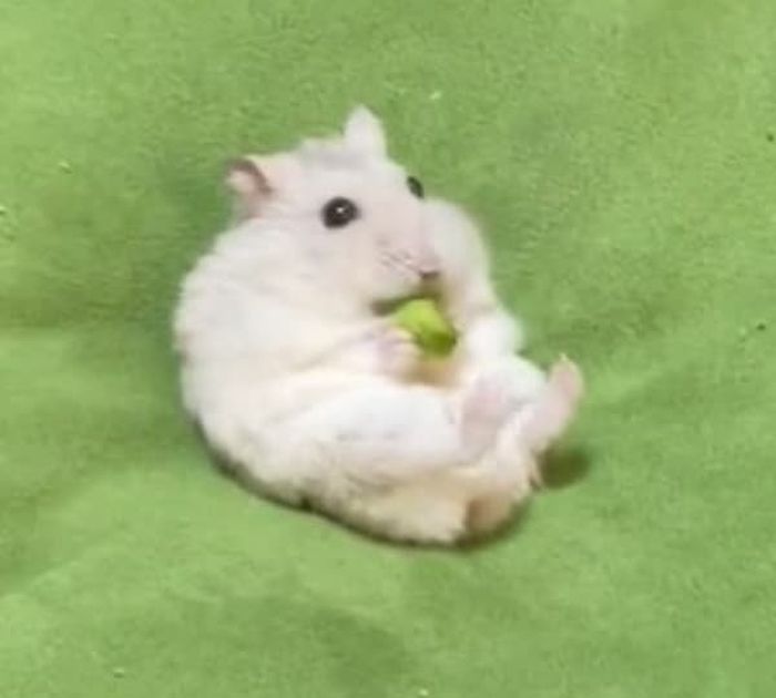 애니멀플래닛