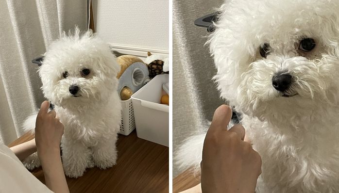 애니멀플래닛