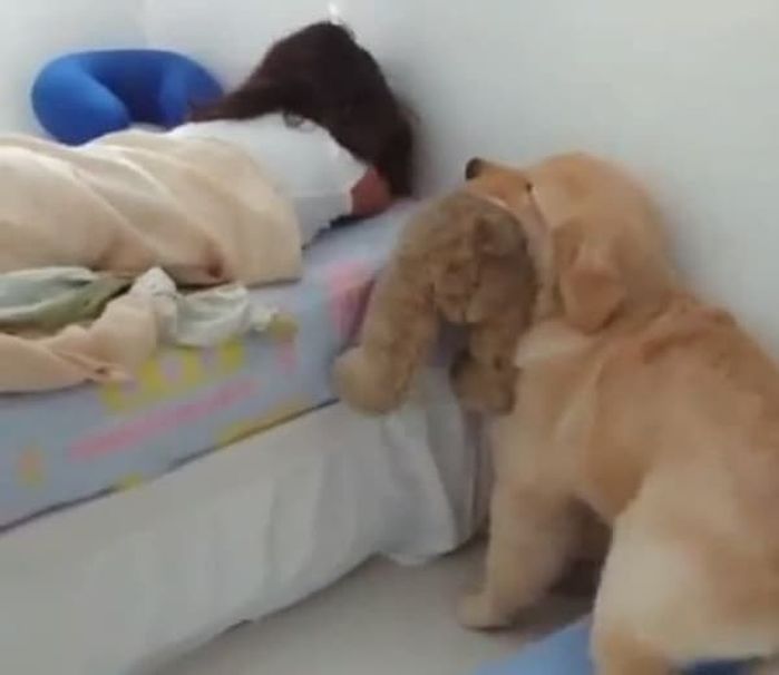애니멀플래닛
