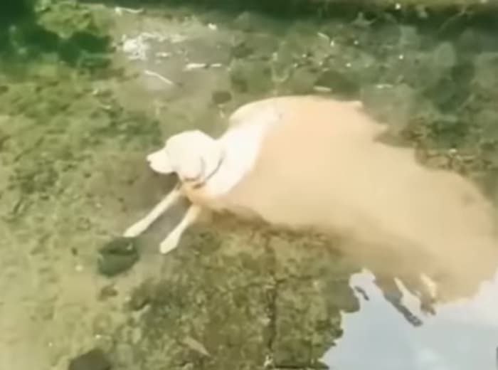 애니멀플래닛