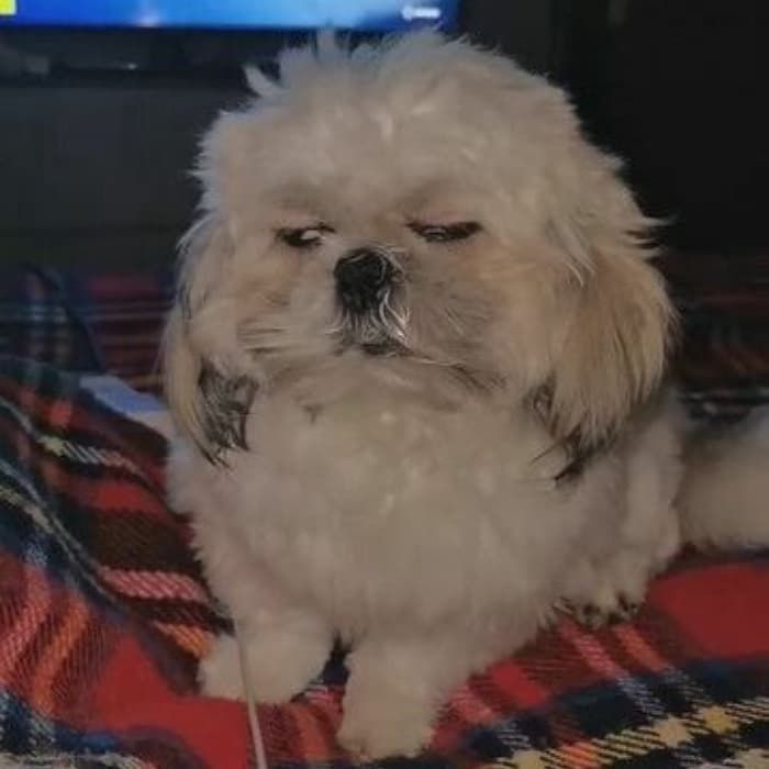 애니멀플래닛