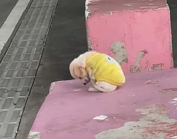 애니멀플래닛