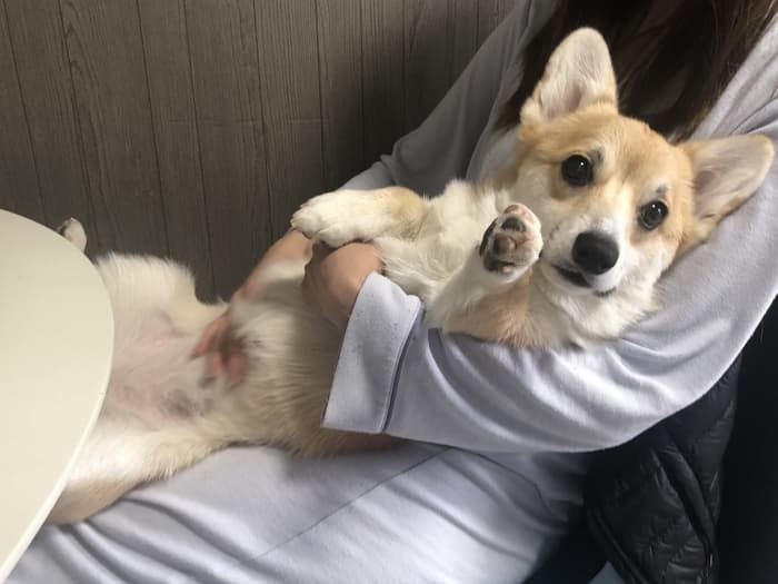 애니멀플래닛