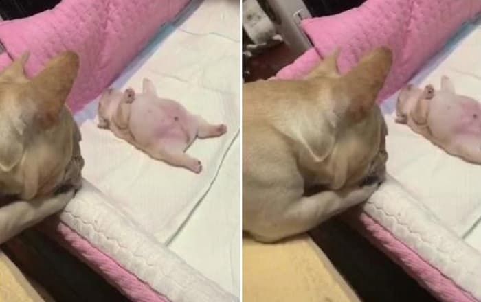 애니멀플래닛