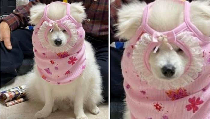 애니멀플래닛