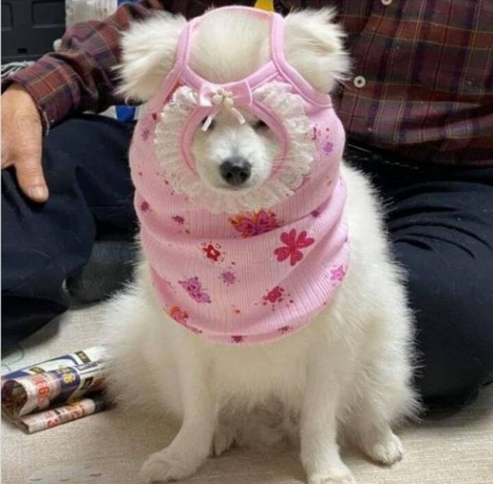 애니멀플래닛