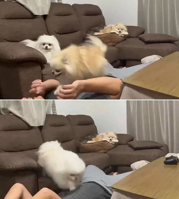 애니멀플래닛