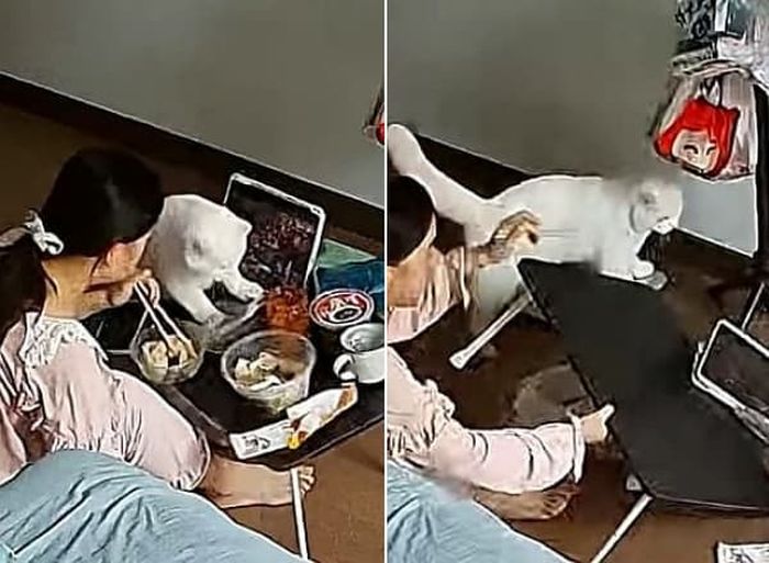 애니멀플래닛
