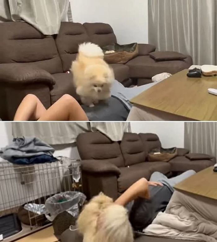애니멀플래닛