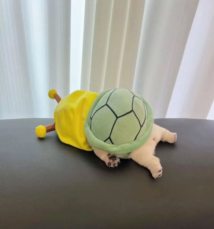 애니멀플래닛
