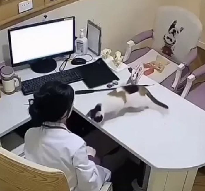 애니멀플래닛