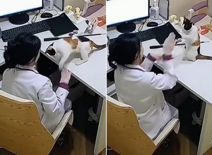 애니멀플래닛