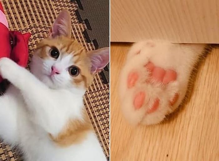 애니멀플래닛