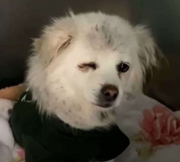 애니멀플래닛