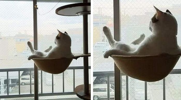 애니멀플래닛