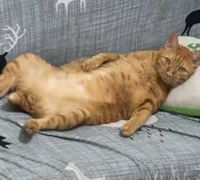 애니멀플래닛