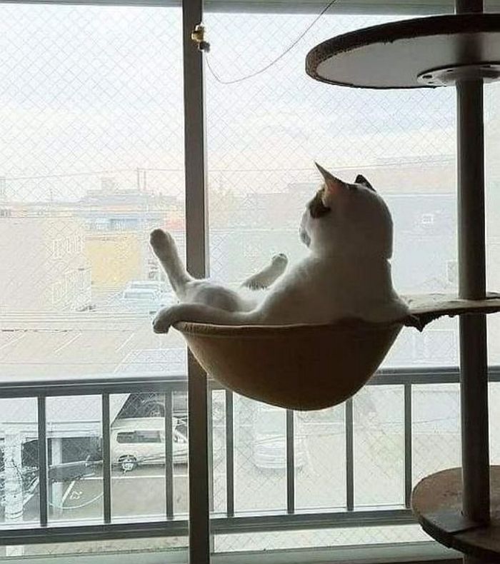 애니멀플래닛