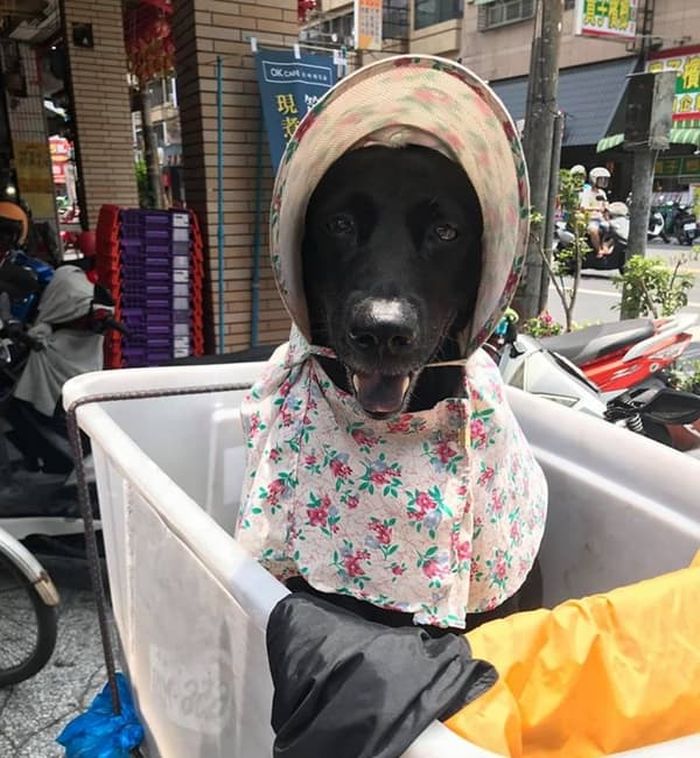 애니멀플래닛