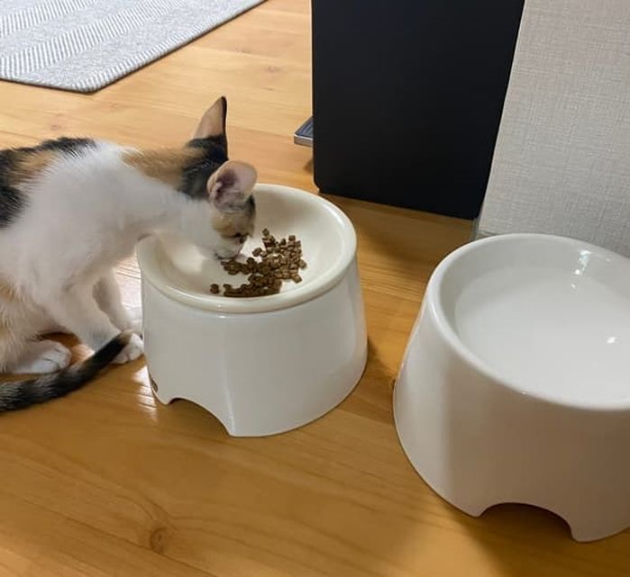 애니멀플래닛