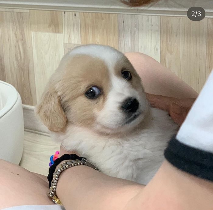 애니멀플래닛