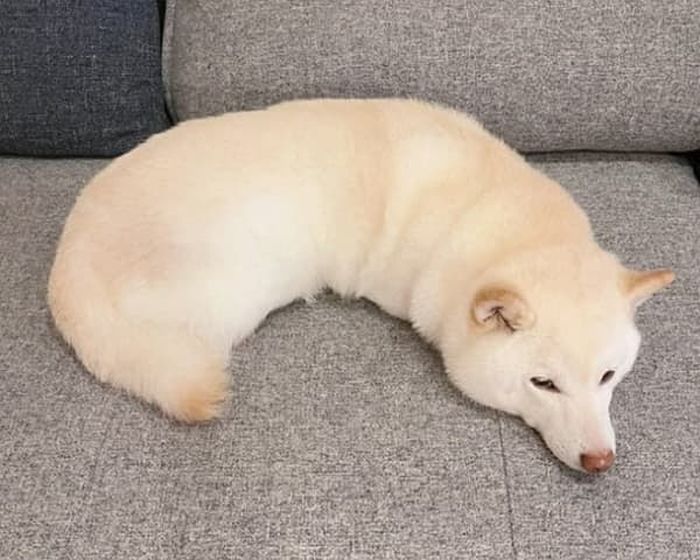 애니멀플래닛