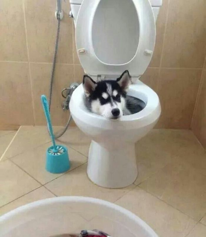 애니멀플래닛