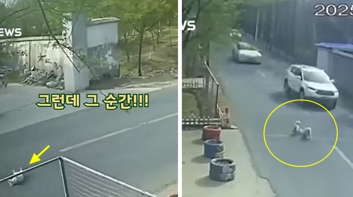 애니멀플래닛