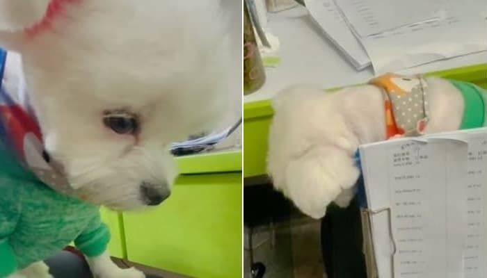 애니멀플래닛