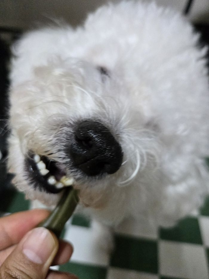 애니멀플래닛