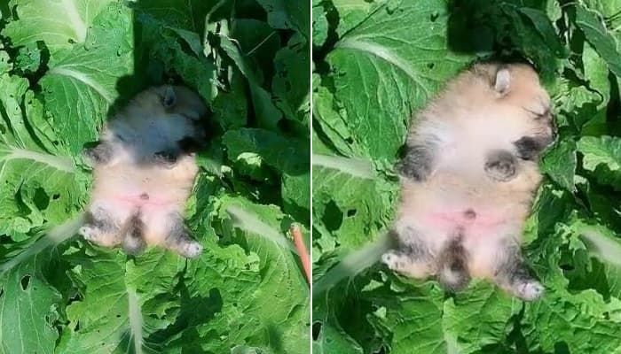 애니멀플래닛