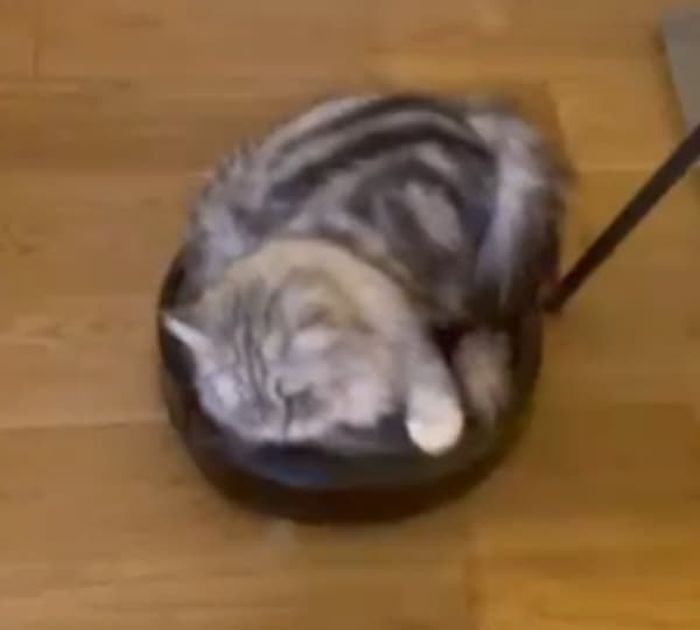 애니멀플래닛