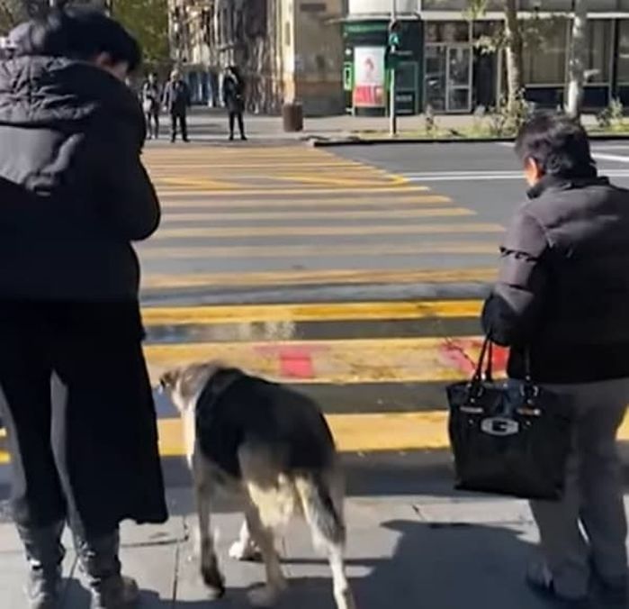 애니멀플래닛