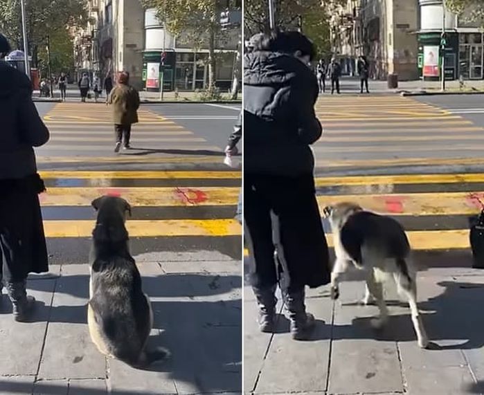 애니멀플래닛