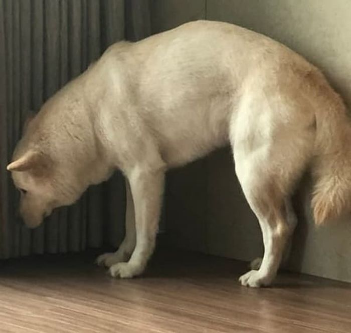 애니멀플래닛