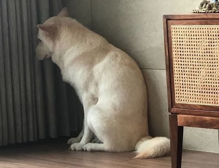 애니멀플래닛