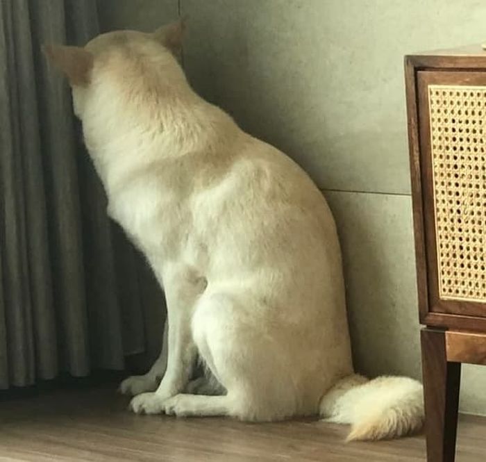 애니멀플래닛