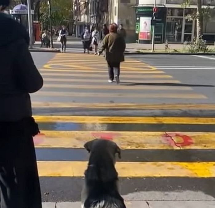 애니멀플래닛