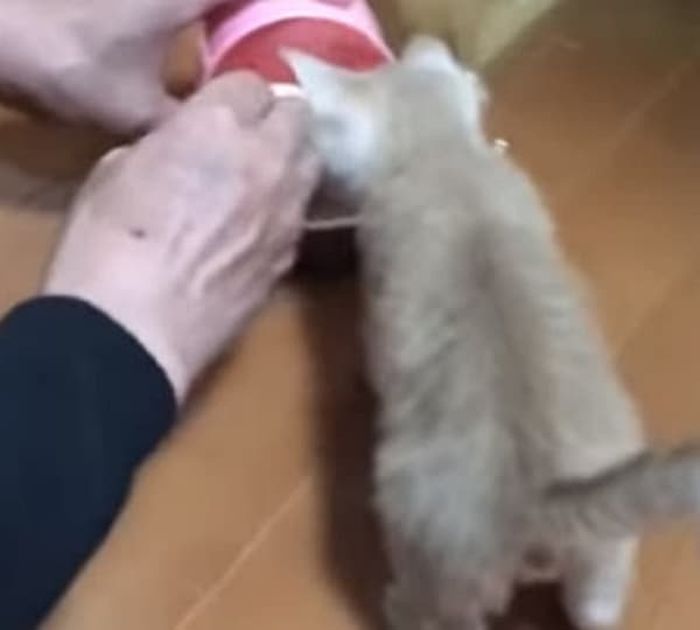 애니멀플래닛