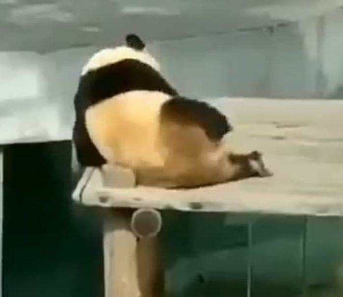 애니멀플래닛