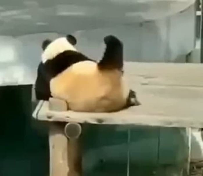애니멀플래닛